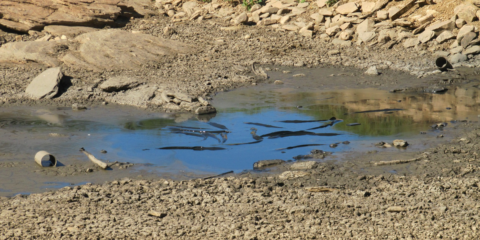 APPA advierte sobre el negativo impacto de la sequía en las centrales minihidráulicas