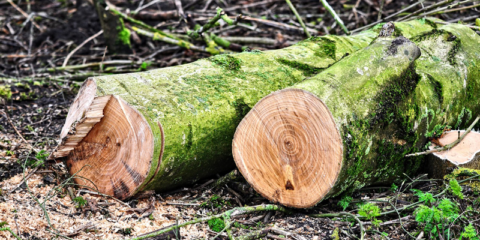 APPA Biomasa pide eliminar la limitación al sector para incrementar la producción eléctrica un 23%