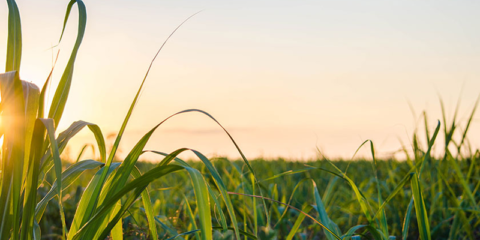 La bioenergía es la renovable que más crecerá hasta 2023, según la Agencia Internacional de Energía