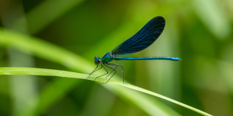 Las alas de la libélula inspiran un estabilizador de movimiento para turbinas de aerogeneradores marinos