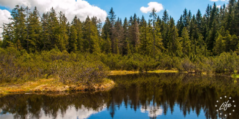 La UE acuerda de forma provisional aumentar los fondos del Programa LIFE para una transición hacia la energía limpia