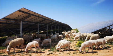 Entra en funcionamiento una planta fotovoltaica de 50 MW en el municipio turolense de Azaila