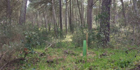 Siemens España compensa su huella con una reforestación y ya es neutra en carbono de alcance 1 y 2