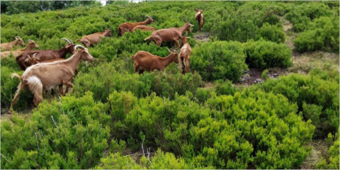 Investigan alternativas sostenibles para preservar las líneas eléctricas en áreas montañosas