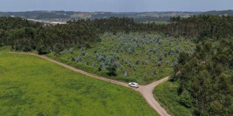 Arrancan las obras de la subestación de Cardoso, la primera instalación del Anillo Central de Asturias