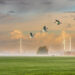 WindEurope pide mantener las Directivas de Aves y Hábitats para evitar retrasos en proyectos eólicos