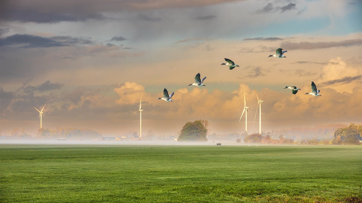 Imagen relacionada con la energía eólica, la biodiversidad y las Directivas de Aves y Hábitats en la Unión Europea